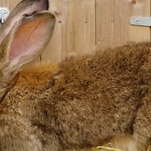 Guinness Record-holding giant rabbit kidnapped, perhaps marking new record for most kidnapped giant rabbit