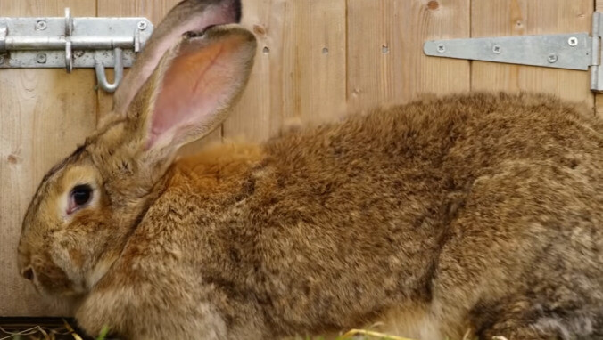 Guinness Record-holding giant rabbit kidnapped, perhaps marking new record for most kidnapped giant rabbit