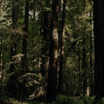 Sasquatch warns viewers to stay out of the woods—but not for the reason you’d think