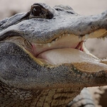 Alligators celebrate the beginning of spring by banging their way across Florida