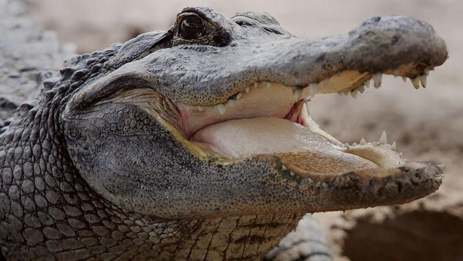 Alligators celebrate the beginning of spring by banging their way across Florida