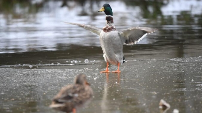 Meet "Long Boi," a very tall duck and the University Of York's unofficial mascot