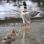 Meet "Long Boi," a very tall duck and the University Of York's unofficial mascot