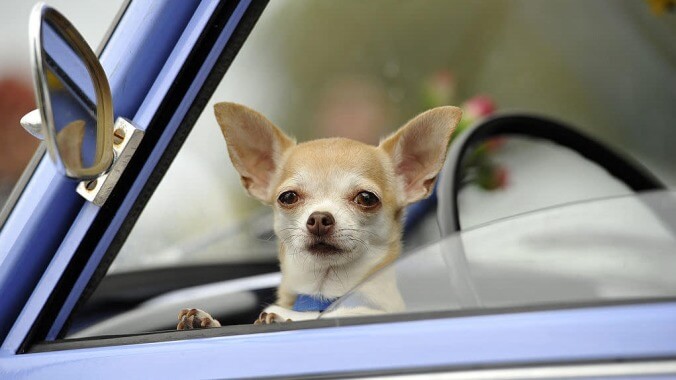 Prancer, the "man-hating, animal-hating, children-hating" demon chihuahua has been adopted