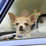 Prancer, the "man-hating, animal-hating, children-hating" demon chihuahua has been adopted