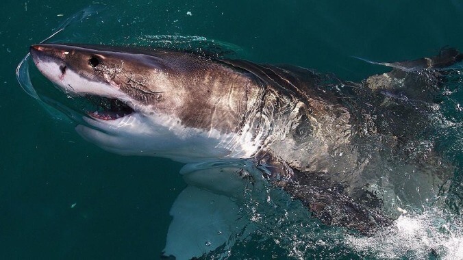 Surfer who nearly died in shark attack enacts mild revenge by gaining custody of one of its teeth