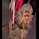 Happy May the Fourth: Chewbacca is on the run after stabbing a guy in New Orleans