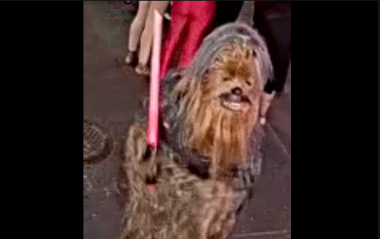 Happy May the Fourth: Chewbacca is on the run after stabbing a guy in New Orleans