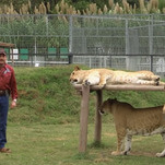 Assuming anyone still remembers him, NBC's Joe Exotic TV show is going straight to Peacock