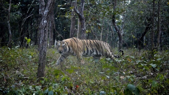 Tiger currently on the loose in Houston is just the latest example of the state's big cat problem