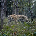 Tiger currently on the loose in Houston is just the latest example of the state's big cat problem