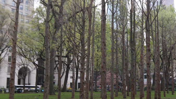 Artist Maya Lin plants 49 dead trees in Manhattan to raise climate change awareness