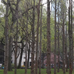 Artist Maya Lin plants 49 dead trees in Manhattan to raise climate change awareness