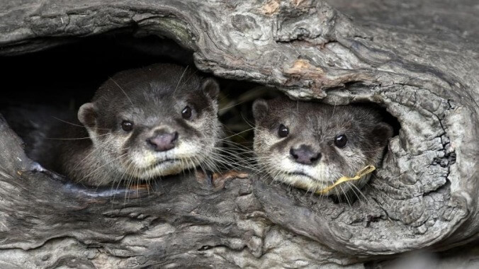 Good news: Discovery says its new show is like "Game Of Thrones with otters"