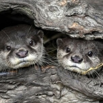 Good news: Discovery says its new show is like "Game Of Thrones with otters"