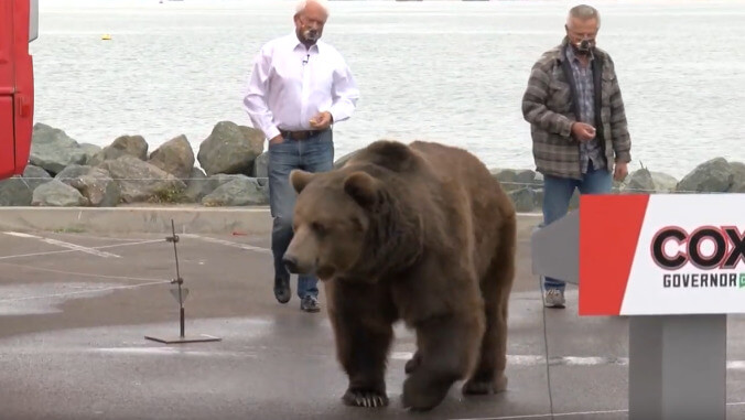 Celebrity bear enters politics