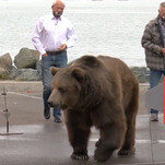 Celebrity bear enters politics