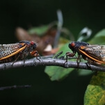 Georgian emergency workers ask people to stop calling 911 about ear-splitting cicada sex parties