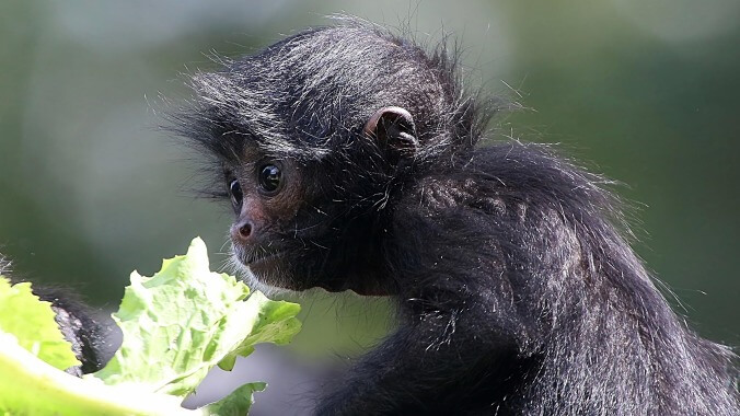 Polite reminder to the recently vaccinated: you still cannot feed Hot Cheetos to monkeys at the zoo