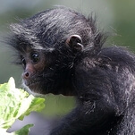 Polite reminder to the recently vaccinated: you still cannot feed Hot Cheetos to monkeys at the zoo