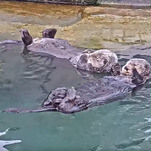 The most exciting channel in Twitch's new "hot tub" section is a bunch of literal otters in a pool