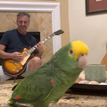 Screech "hello" to Tico, the rock and roll parrot