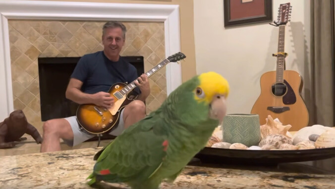 Screech "hello" to Tico, the rock and roll parrot