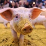 The U.S. and Canada nearly went to war over a pig