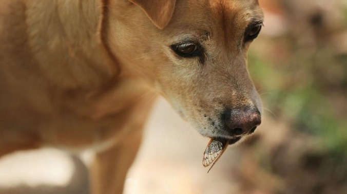 You've got to "dry up the squish" and other notes from the world of cicada-eating