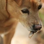 You've got to "dry up the squish" and other notes from the world of cicada-eating