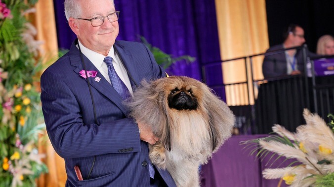 Meet Wasabi, the winner of the Westminster Dog Show