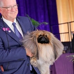 Meet Wasabi, the winner of the Westminster Dog Show