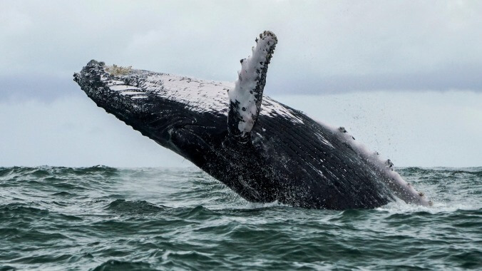 Here's what it's like to be swallowed whole by a humpback whale