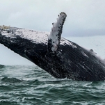 Here's what it's like to be swallowed whole by a humpback whale