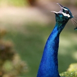 2021's top crime saga is the case of a California peacock murdered in a Craigslist hit