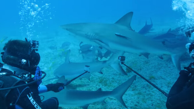 YouTuber investigates why sharks attack GoPros by swimming in shark-infested waters with a GoPro