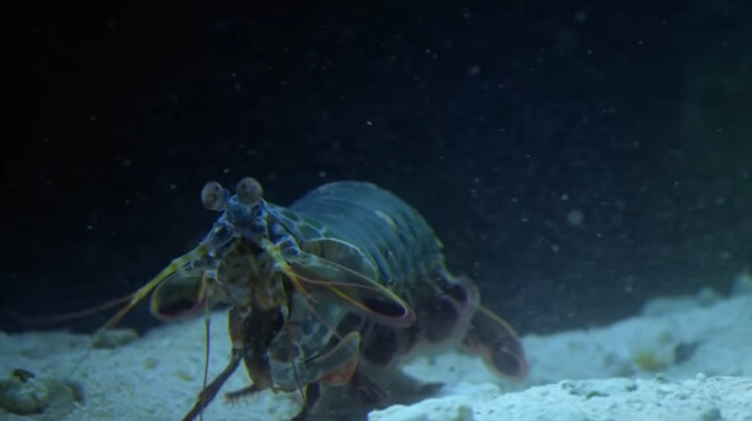 PSA: A mantis shrimp can punch you so hard it rips right through your boots