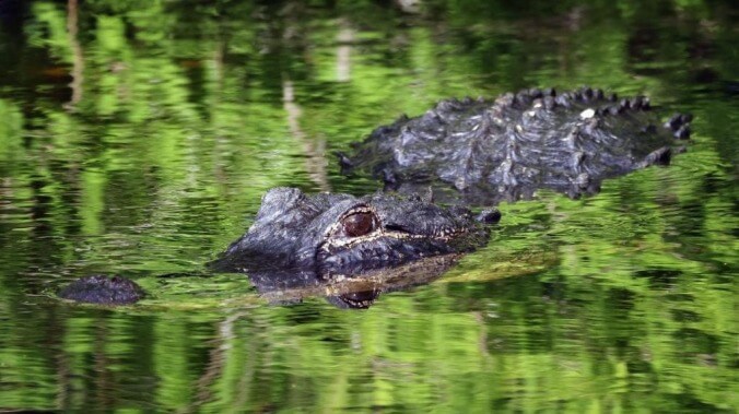 Florida man wrestles then tosses alligator onto bar's roof because he was 