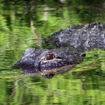 Florida man wrestles then tosses alligator onto bar's roof because he was 