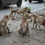 The monkeys are at war in Thailand once again