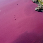 No, it's definitely not good that a lagoon in Patagonia has turned bright pink