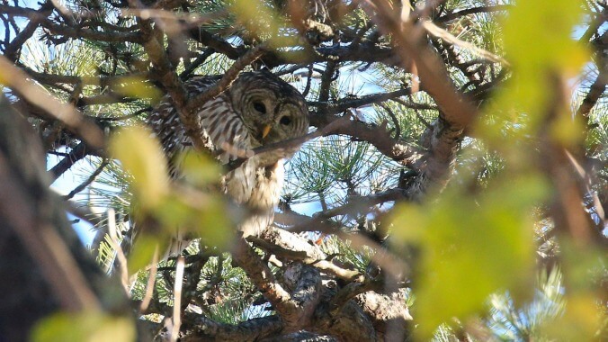 We wish we cared about something as much as New York cares about its dead owl