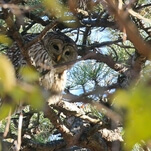 We wish we cared about something as much as New York cares about its dead owl