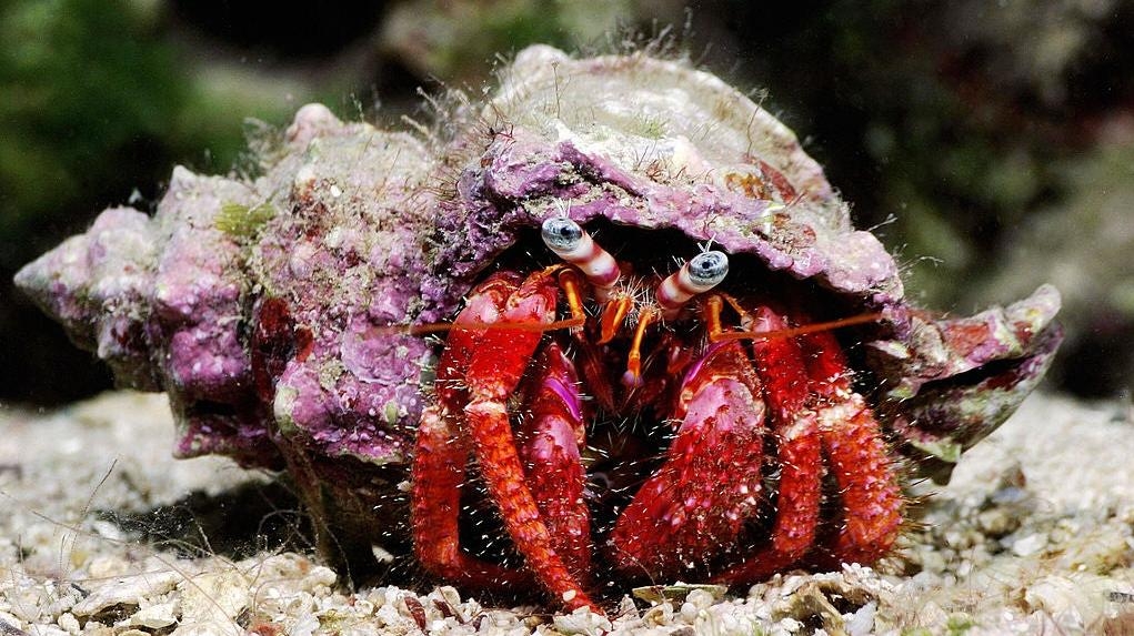 Hermit crabs are getting horned up by all the plastic we dump in the ocean