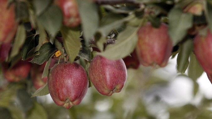 Here's exactly how Red Delicious apples became an affront to God