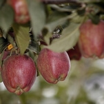 Here's exactly how Red Delicious apples became an affront to God