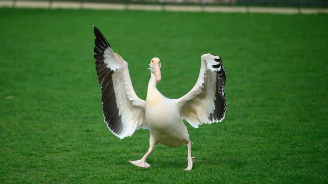 Literal bird brains can accept climate change faster than Republicans