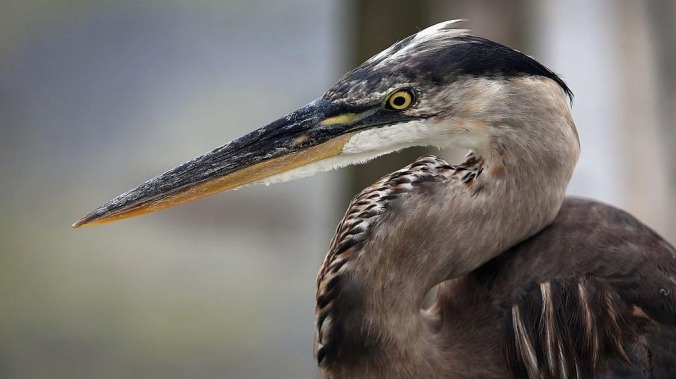 Great blue heron becomes New York City hero for eating a big, wet rat