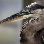 Great blue heron becomes New York City hero for eating a big, wet rat