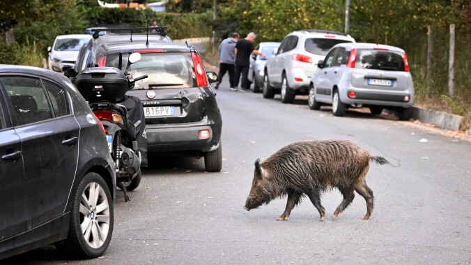 Ready your puns, references, and wordplay: Wild boars are ransacking Rome